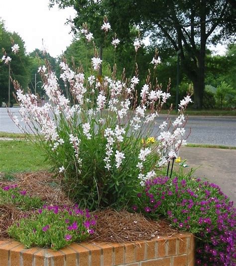 Gaura Lindheimera | Garden shrubs, Coastal gardens, Perennials