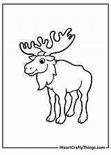 15 Moose Coloring Pages 100% Free Printables sketch template