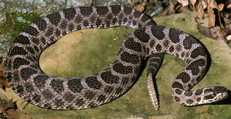 Massasauga Rattlesnake Facts and Pictures | Reptile Fact