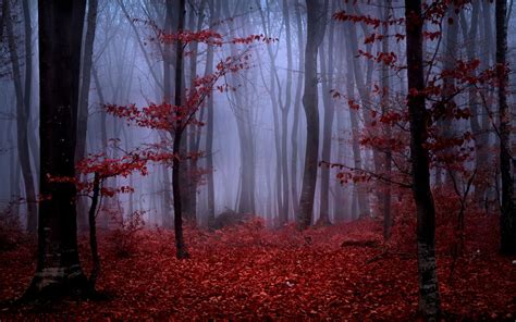 🔥 [40+] Red Forest Wallpapers | WallpaperSafari