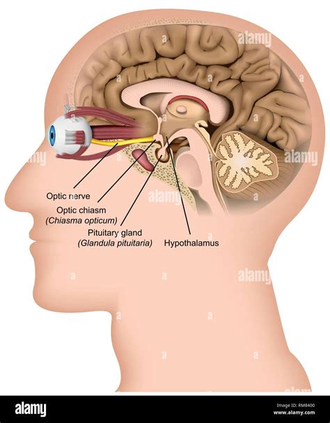 Optic nerve anatomy 3d medical vector illustration on white background ...