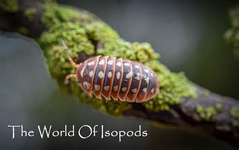 Clowns – The World of Isopods