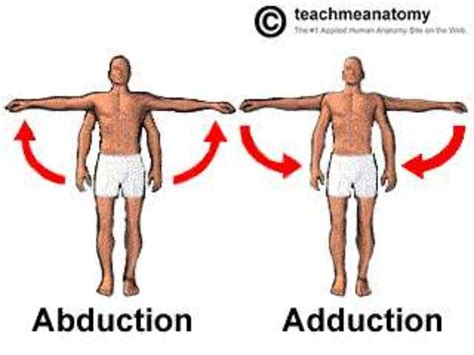 Movimientos del cuerpo humano