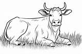 Ox Coloring Pages  25 Free Drawings To Print And Color sketch template