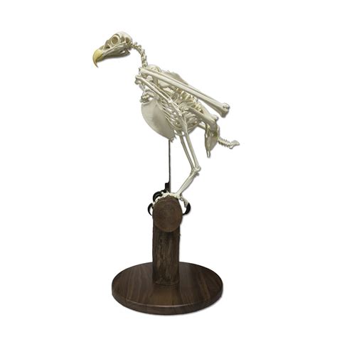 Replica Bald Eagle Skeleton For Sale – Skulls Unlimited International, Inc.