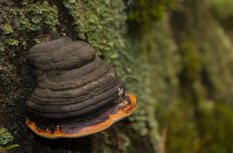 Chaga: The Northern Medicinal Mushroom | Worldhealth.net Anti-Aging News