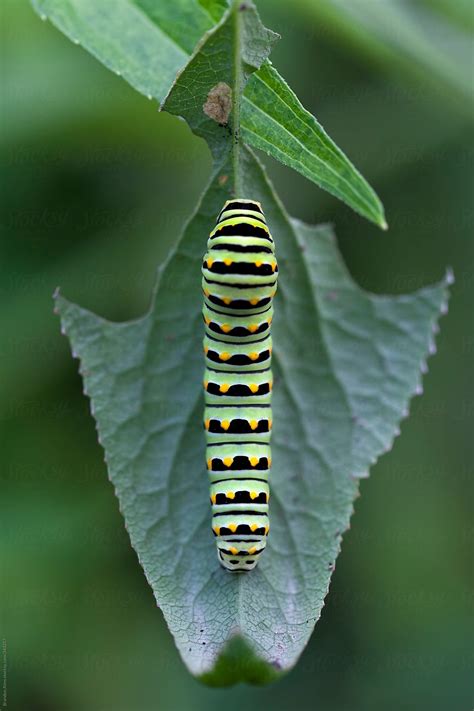 "Black Swallowtail Caterpillar Macro On A Leaf" by Stocksy Contributor "Brandon Alms" - Stocksy