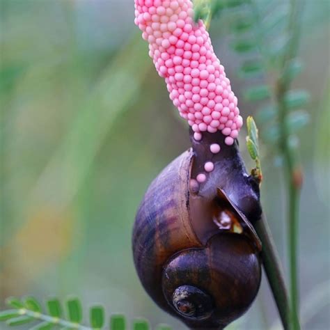 Science Channel on Instagram: “This aquatic gastropod is a Golden Apple Snail.🐌 These snails ...