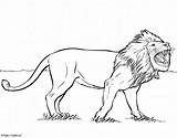 Roaring Lion coloring Page sketch template