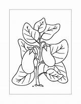 Eggplant Coloring Pages – Printable FREE sketch template