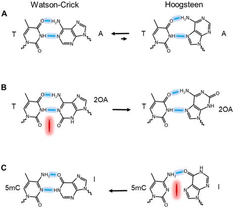 Schematic representation of Watson-Crick and Hoogsteen base pairs for... | Download Scientific ...