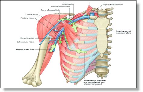 Axillary Lymph Nodes Anatomy Anatomy Diagram Book | My XXX Hot Girl