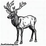 Young Elk Coloring Pages  For Kids – Smart Creative And Fun sketch template