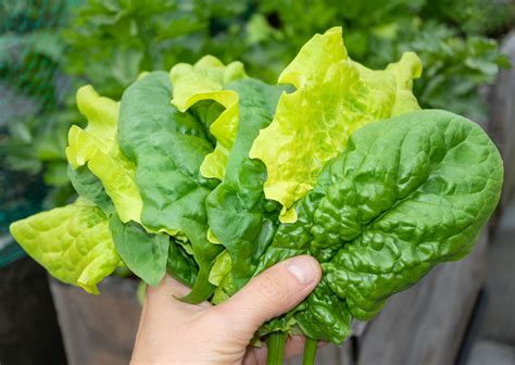 20 Lettuce Varieties To Grow Through Fall & Even Winter