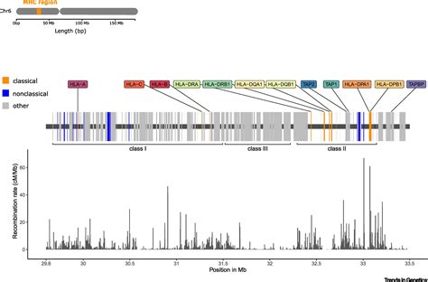 Advances in the Evolutionary Understanding of MHC Polymorphism: Trends ...