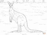 Kangaroo Coloring Page Cute  Home sketch template
