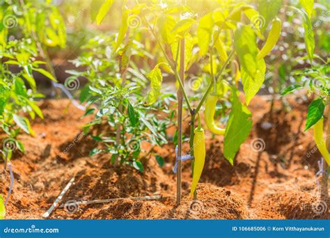 Green Chilli Pepper Plant Herbal Garden in Backyard Stock Photo - Image of gardening, fresh ...