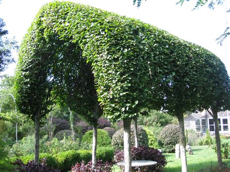 Pin by The Lazy Gardener on Garden Inspiration | Hornbeam hedge, Hedges ...