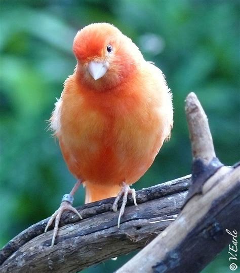 female-red-canary | Canary birds, Common british birds, Pet birds