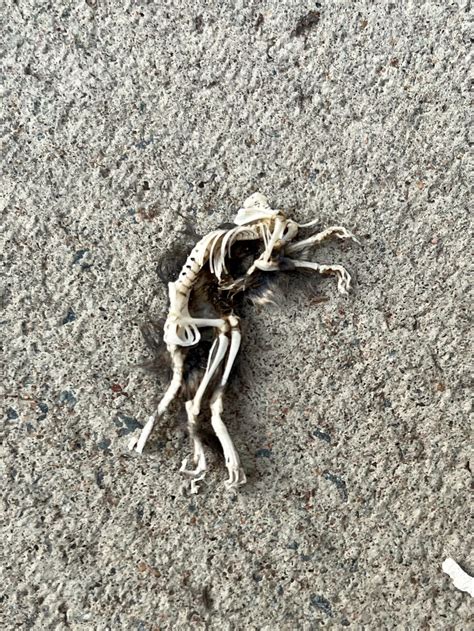 Mouse (?) Skeleton : r/mildlyinteresting