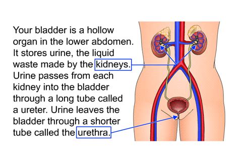 PatEdu.com : Bladder Cancer