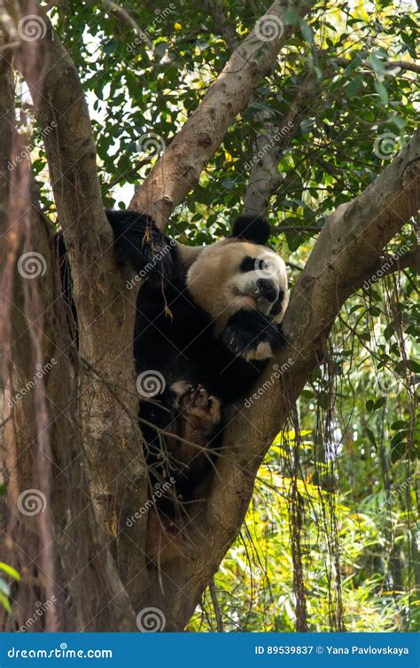 Cute Panda is Sleeping on the Tree Stock Image - Image of young, bear ...