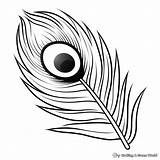 Peacock Feather Coloring Pages  Free & Printable sketch template