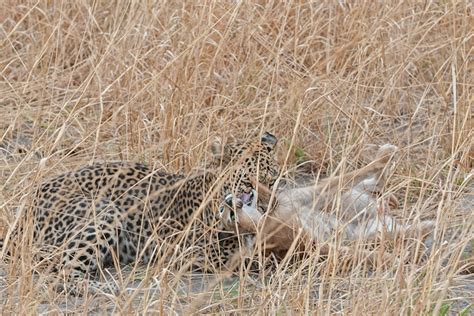 Cat fight: leopard vs. caracal - Africa Geographic