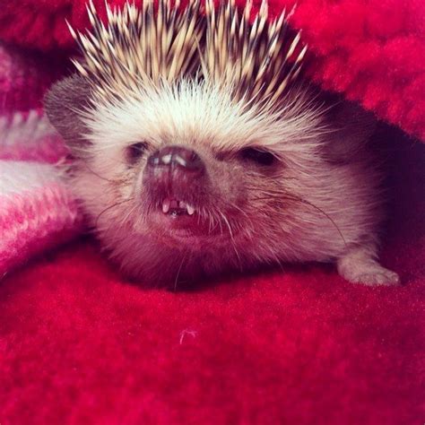 17 Enthusiastic Hedgehogs To Get You Through The Monday Struggle ...