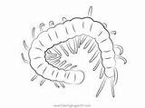 8 Centipedes Coloring Pages Ideas  coloring Printable sketch template
