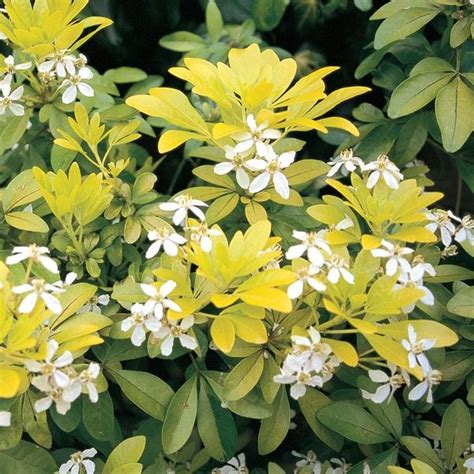 Evergreen Flowering Shrubs Zone 7 - Thuem Garden Plant