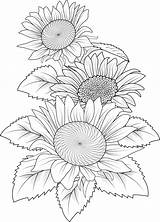 Shining Sunflower Coloring Pages sketch template