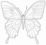 Ulysses Butterfly 1 Coloring Page  Free Printable Pages For Kids sketch template