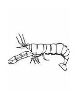 Crawfish coloring Page  Free Printable Coloring Pages sketch template