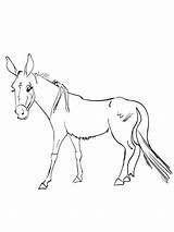 Mule coloring pages sketch template