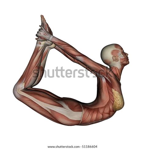 Yoga Bow Pose Female Muscles Side Stock Illustration 51186604