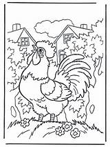 Dibujo De Gallo Para Colorear Ultra Coloring Pages Images sketch template