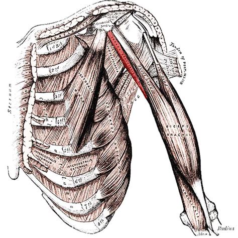 Coracobrachialis Anatomy: Origin, Insertion, Action - The Wellness Digest