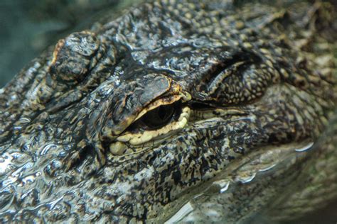 Alligator Eyes Photograph by David Stasiak - Fine Art America