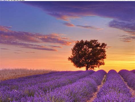 Lavender fields Provence - France