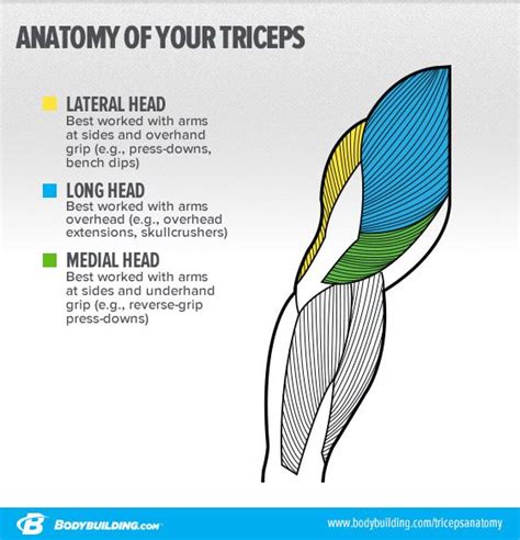 Lateral head triceps strategies to build bigger arms – Artofit