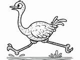 Free Printable Ostrich Coloring Pages For Kids Ostrich Coloring Page sketch template