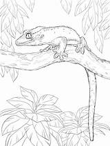 Cartoon Gecko Coloring Page  Free Printable Pages For Kids sketch template