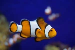 Clownfish Habitat: Everything You Need To Know - MarinePatch