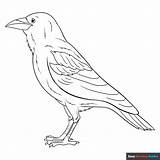 Raven Coloring Crow Pages Color Drawing Printable Crows Animals Birds  sketch template