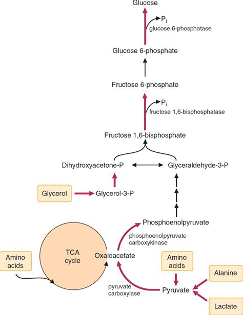 Gluconeogenesis and Maintenance of Blood Glucose Levels | Basicmedical Key