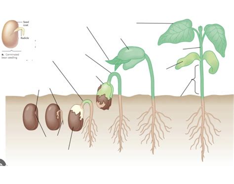 Common Garden Bean Diagram Quiz