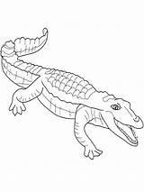 Nile Crocodile Coloring Page At GetColoringscom  Free Printable sketch template