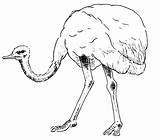 Free Printable Ostrich Coloring Pages For Kids  pages Animal sketch template