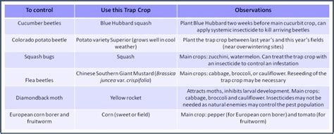 Using Trap Crops to Minimize Damage by Insect Pests to Veggies ...